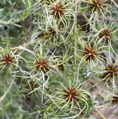 Clematis leptophylla (Small-leaf Clematis, Old Man's Beard) at Karabar, NSW - 14 Nov 2021 by SteveBorkowskis