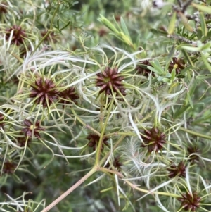 Clematis leptophylla at Karabar, NSW - 14 Nov 2021