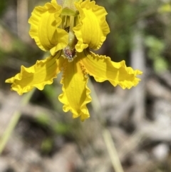 Velleia paradoxa (Spur Velleia) at Karabar, NSW - 14 Nov 2021 by Steve_Bok