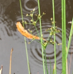 Juncus articulatus (A Rush) at Campbell, ACT - 21 Dec 2020 by JaneR