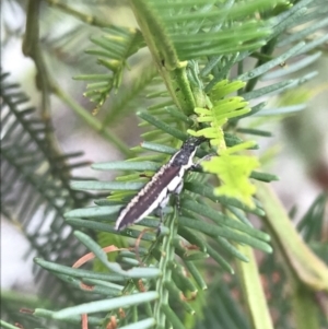 Rhinotia sp. in semipunctata group at Hughes, ACT - 13 Nov 2021