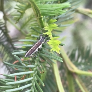 Rhinotia sp. in semipunctata group at Hughes, ACT - 13 Nov 2021