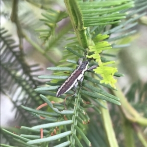 Rhinotia sp. in semipunctata group at Hughes, ACT - 13 Nov 2021