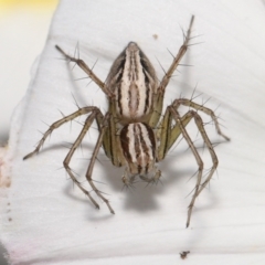 Oxyopes sp. (genus) (Lynx spider) at Evatt, ACT - 2 Nov 2021 by TimL