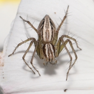 Oxyopes sp. (genus) at Evatt, ACT - 2 Nov 2021