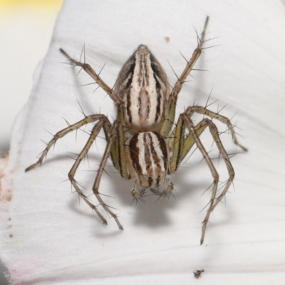 Oxyopes (genus) (Lynx spider) at Evatt, ACT - 2 Nov 2021 by TimL