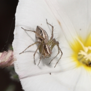 Oxyopes sp. (genus) at Evatt, ACT - 2 Nov 2021