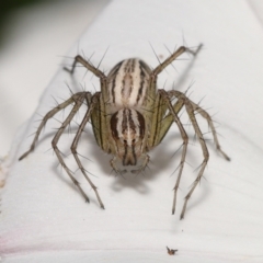 Oxyopes sp. (genus) at Evatt, ACT - 2 Nov 2021