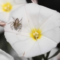 Oxyopes sp. (genus) at Evatt, ACT - 2 Nov 2021 02:43 PM