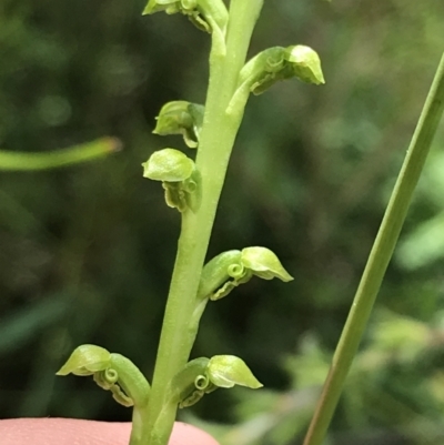 Microtis unifolia (Common Onion Orchid) at Bundanoon, NSW - 13 Nov 2021 by Tapirlord