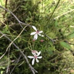 Burchardia umbellata (Milkmaids) at Bundanoon, NSW - 14 Nov 2021 by Tapirlord