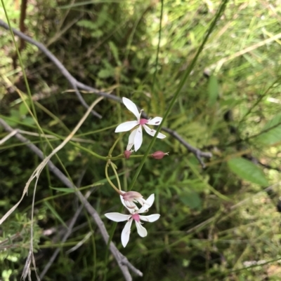 Burchardia umbellata (Milkmaids) at Bundanoon, NSW - 14 Nov 2021 by Tapirlord