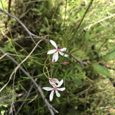 Burchardia umbellata (Milkmaids) at Bundanoon, NSW - 13 Nov 2021 by Tapirlord