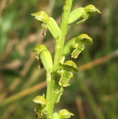 Microtis rara (Scented Onion Orchid) at Bundanoon, NSW - 14 Nov 2021 by NedJohnston