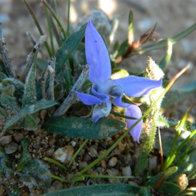 Unidentified Other Wildflower or Herb at Coree, ACT - 17 Oct 2021 by RG