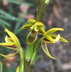 Prasophyllum flavum (Yellow Leek Orchid) at Bundanoon, NSW - 14 Nov 2021 by NedJohnston
