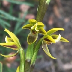 Prasophyllum flavum (Yellow Leek Orchid) at Bundanoon, NSW - 14 Nov 2021 by Ned_Johnston