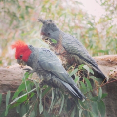 Callocephalon fimbriatum (Gang-gang Cockatoo) - 1 Jan 1900 by RosD