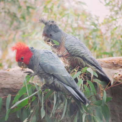 Callocephalon fimbriatum (Gang-gang Cockatoo) - 1 Jan 1900 by RosD