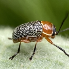 Aporocera (Aporocera) sculptilis (Leaf beetle) at Karabar, NSW - 14 Nov 2021 by Steve_Bok