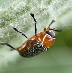 Aporocera (Aporocera) sculptilis at Karabar, NSW - 14 Nov 2021