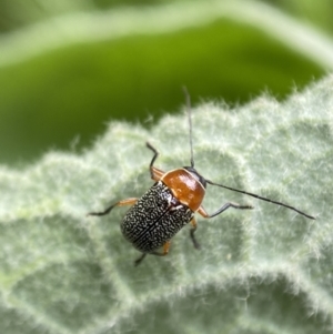 Aporocera (Aporocera) sculptilis at Karabar, NSW - 14 Nov 2021