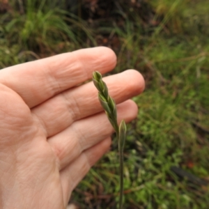 Thelymitra sp. at Rossi, NSW - suppressed