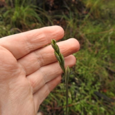 Thelymitra sp. (A Sun Orchid) at Rossi, NSW - 13 Nov 2021 by Liam.m