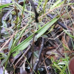 Thelymitra sp. at Rossi, NSW - suppressed