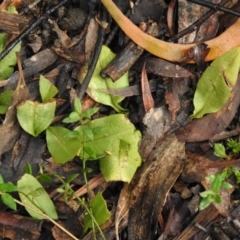 Chiloglottis sp. (A Bird/Wasp Orchid) at Rossi, NSW - 13 Nov 2021 by Liam.m