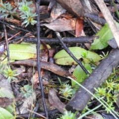 Chiloglottis sp. at Rossi, NSW - suppressed