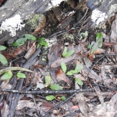 Chiloglottis sp. at Rossi, NSW - suppressed