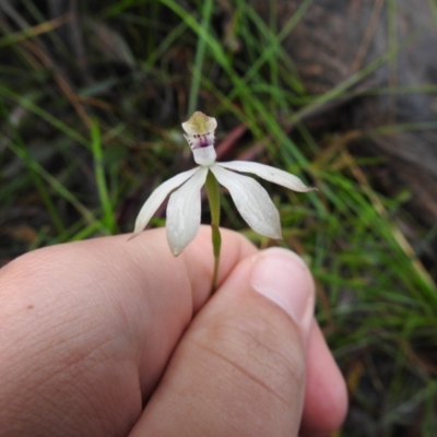 Caladenia moschata (Musky Caps) at Rossi, NSW - 13 Nov 2021 by Liam.m