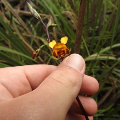 Diuris semilunulata (Late Leopard Orchid) at Rossi, NSW - 13 Nov 2021 by Liam.m