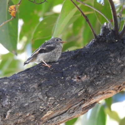 Petroica boodang (Scarlet Robin) at Farringdon, NSW - 13 Nov 2021 by Liam.m