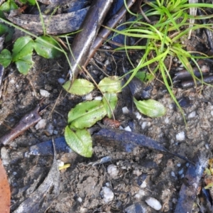 Chiloglottis sp. at Bombay, NSW - 14 Nov 2021