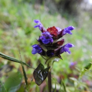 Prunella vulgaris at Bombay, NSW - suppressed