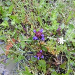 Prunella vulgaris at Bombay, NSW - suppressed