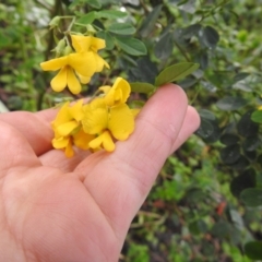 Goodia lotifolia (Golden Tip) at Farringdon, NSW - 13 Nov 2021 by Liam.m