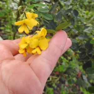 Goodia lotifolia at Farringdon, NSW - suppressed