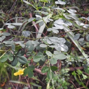 Goodia lotifolia at Farringdon, NSW - suppressed