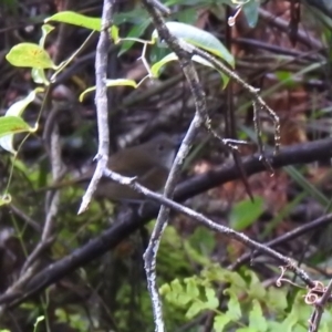 Pachycephala olivacea at Farringdon, NSW - 14 Nov 2021