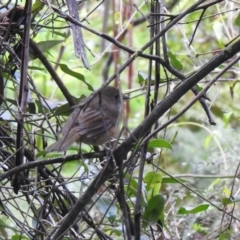 Pachycephala olivacea at Farringdon, NSW - 14 Nov 2021