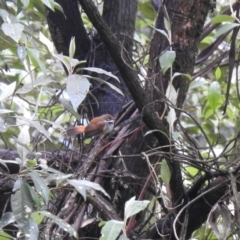 Rhipidura rufifrons (Rufous Fantail) at Farringdon, NSW - 13 Nov 2021 by Liam.m