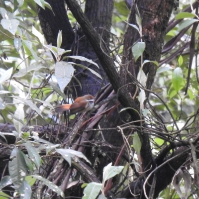 Rhipidura rufifrons (Rufous Fantail) at Farringdon, NSW - 13 Nov 2021 by Liam.m