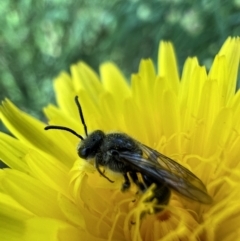 Lasioglossum (Chilalictus) lanarium (Halictid bee) at Murrumbateman, NSW - 8 Nov 2021 by SimoneC