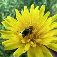 Lasioglossum (Chilalictus) lanarium at Murrumbateman, NSW - 8 Nov 2021 04:31 PM