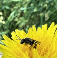 Lasioglossum (Chilalictus) lanarium at Murrumbateman, NSW - 8 Nov 2021 04:31 PM