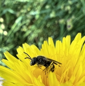 Lasioglossum (Chilalictus) lanarium at Murrumbateman, NSW - 8 Nov 2021