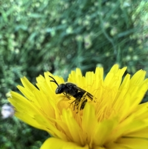 Lasioglossum (Chilalictus) lanarium at Murrumbateman, NSW - 8 Nov 2021 04:31 PM